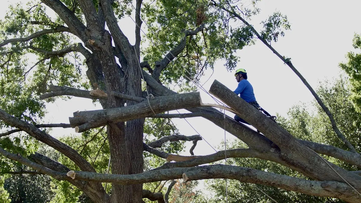 Professional Hazardous Tree Removal performed by certified arborists in Rutherford